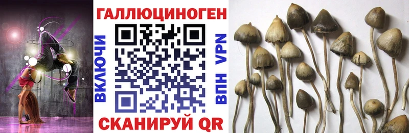 закладки  Урус-Мартан  Галлюциногенные грибы GOLDEN TEACHER 